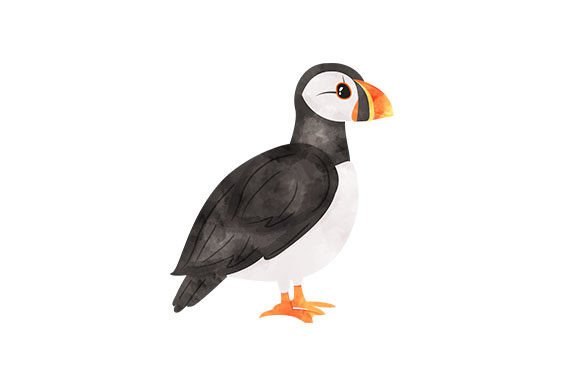 A Watercolor Puffin for Editorial Crafts & Animal Content